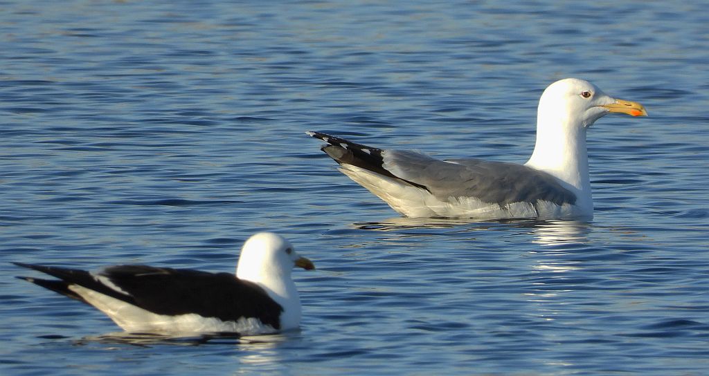 Mewa żółtonoga (Larus fuscus) i mewa srebrzysta (Larus argentatus)