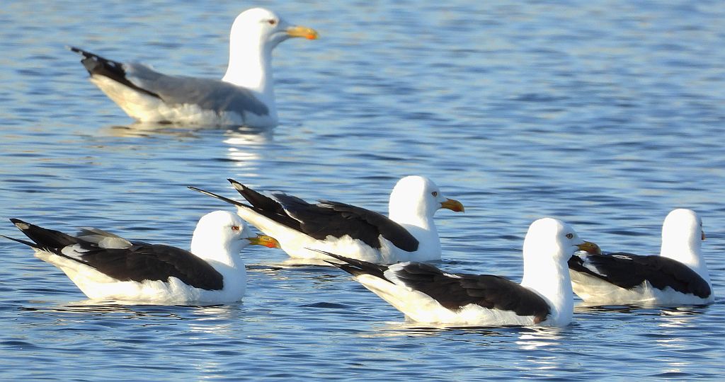 Mewa żółtonoga (Larus fuscus) i mewa srebrzysta (Larus argentatus)