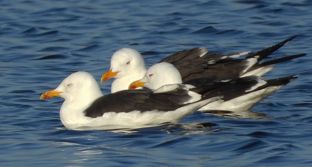 Mewa żółtonoga (Larus fuscus)