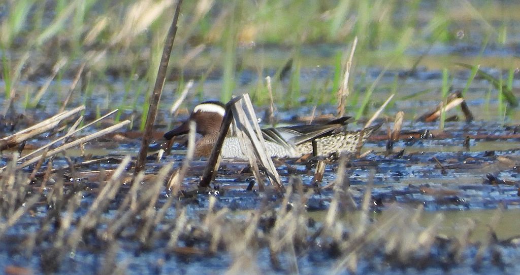 Cyranka zwyczajna, cyranka (Spatula querquedula)