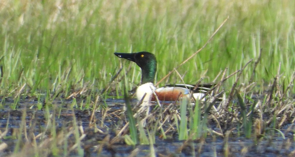 Płaskonos zwyczajny, płaskonos (Spatula clypeata)
