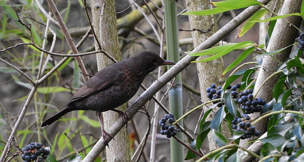 Kos zwyczajny, kos (Turdus merula)