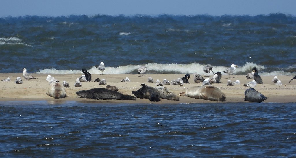 Szarytka morska, foka szara (Halichoerus grypus)