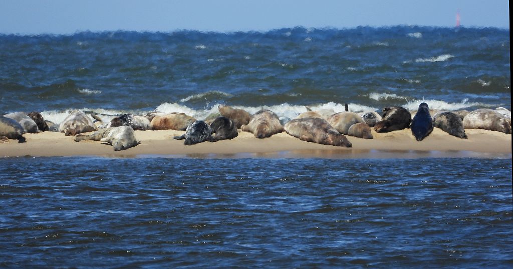 Szarytka morska, foka szara (Halichoerus grypus)