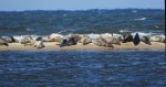 Szarytka morska, foka szara (Halichoerus grypus)