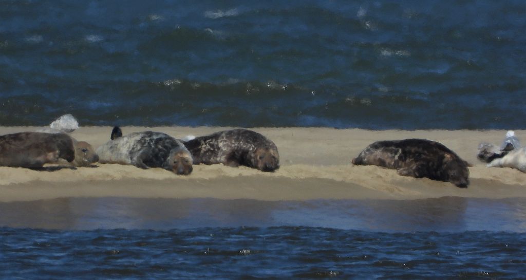 Szarytka morska, foka szara (Halichoerus grypus)