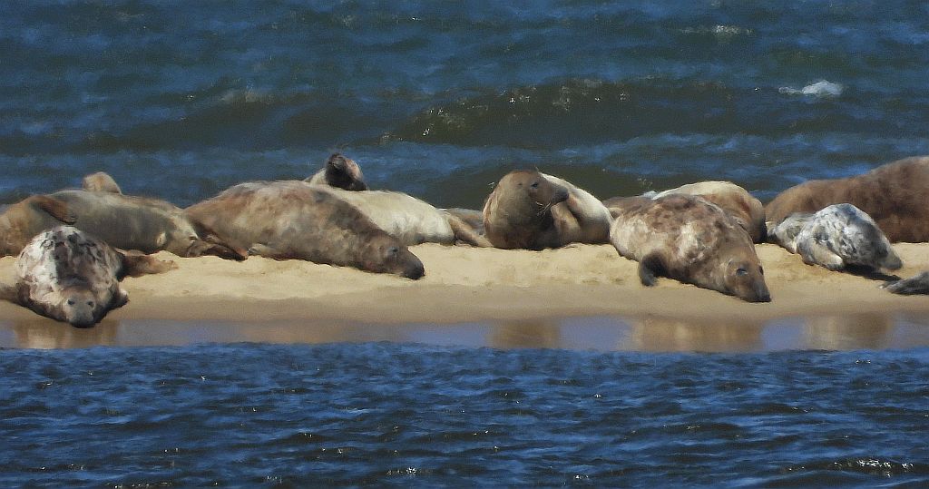Szarytka morska, foka szara (Halichoerus grypus)