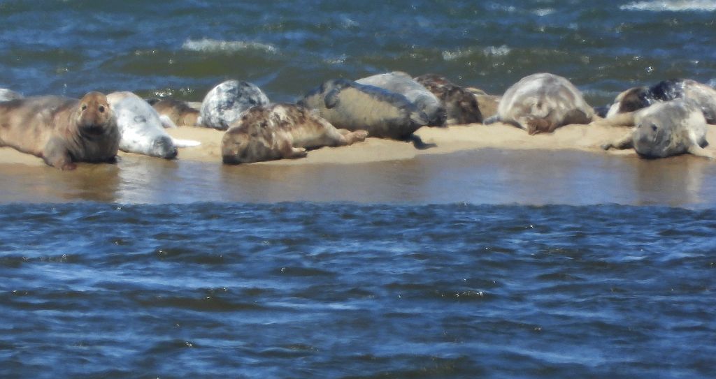 Szarytka morska, foka szara (Halichoerus grypus)
