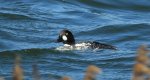 Gągoł (Bucephala clangula)