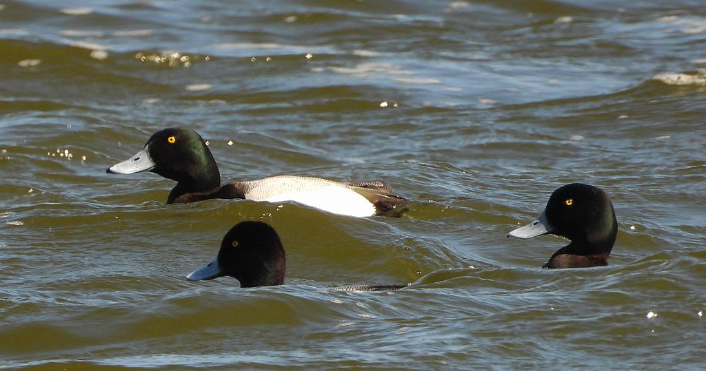Ogorzałka zwyczajna, ogorzałka (Aythya marila)