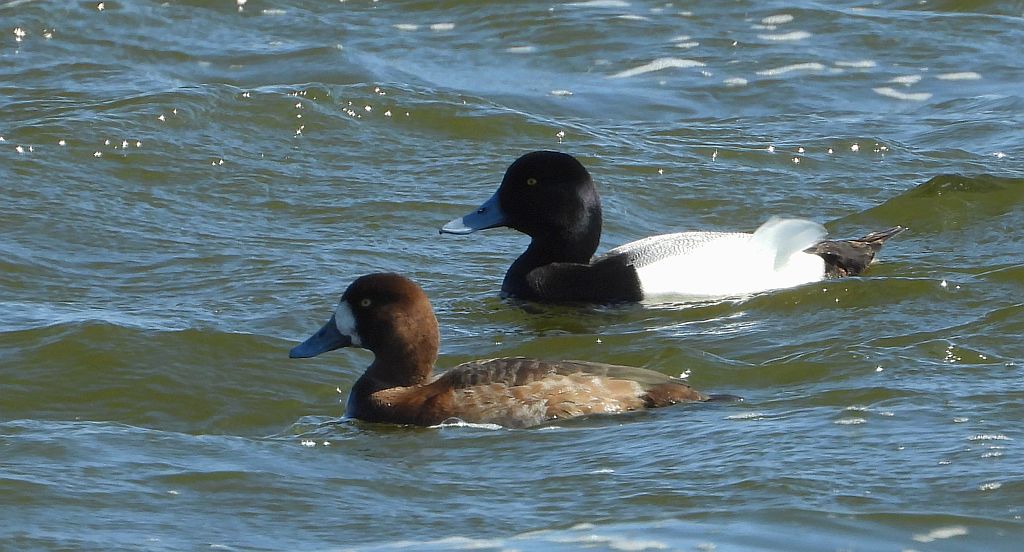 Ogorzałka zwyczajna, ogorzałka (Aythya marila)