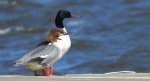 Nurogęś, tracz nurogęś (Mergus merganser)