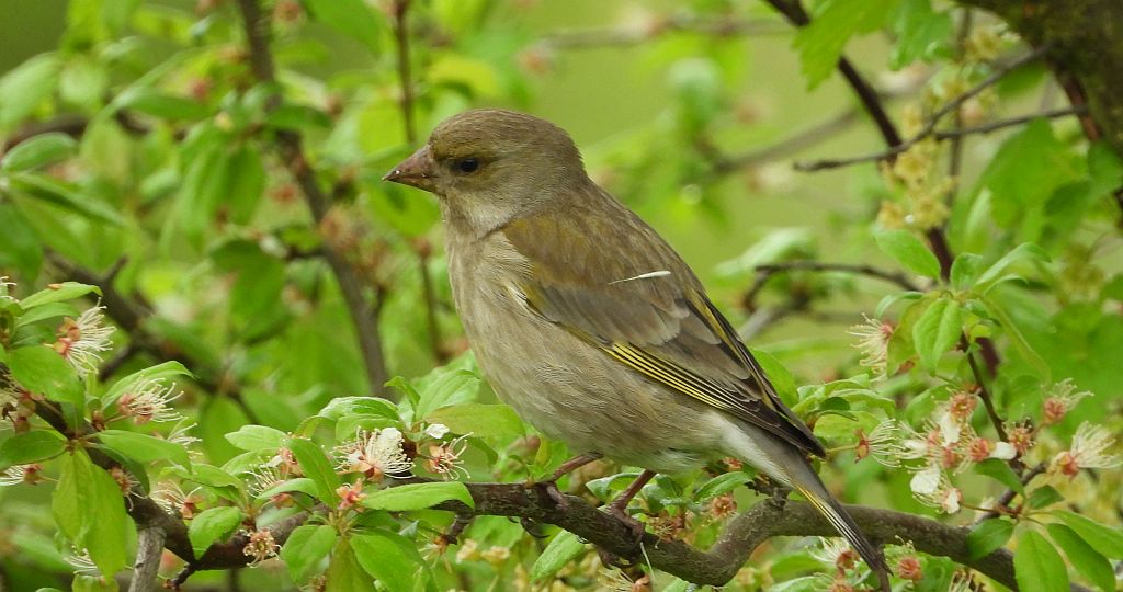 Dzwoniec zwyczajny, dzwoniec (Chloris chloris)