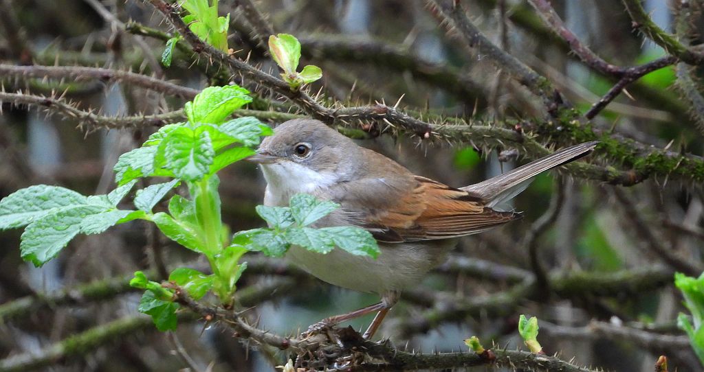 Cierniówka, pokrzewka cierniówka (Curruca communis)