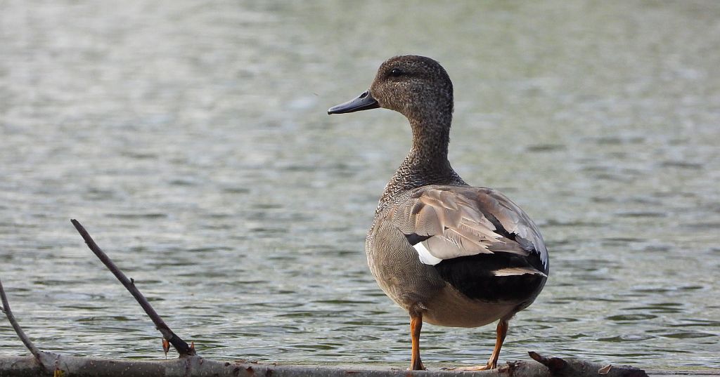 Krakwa, kaczka krakwa (Mareca strepera)