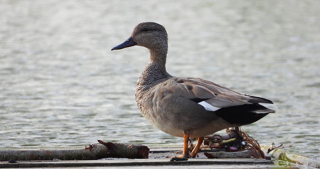 Krakwa, kaczka krakwa (Mareca strepera)