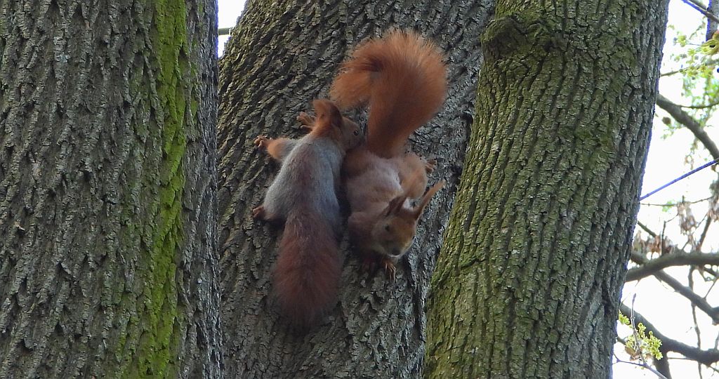 Wiewiórka pospolita, wiewiórka (Sciurus vulgaris)