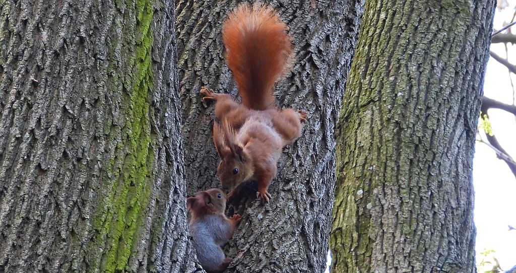 Wiewiórka pospolita, wiewiórka (Sciurus vulgaris)