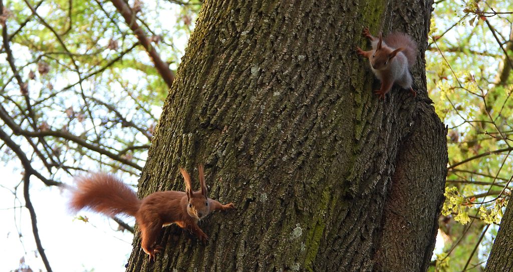Wiewiórka pospolita, wiewiórka (Sciurus vulgaris)