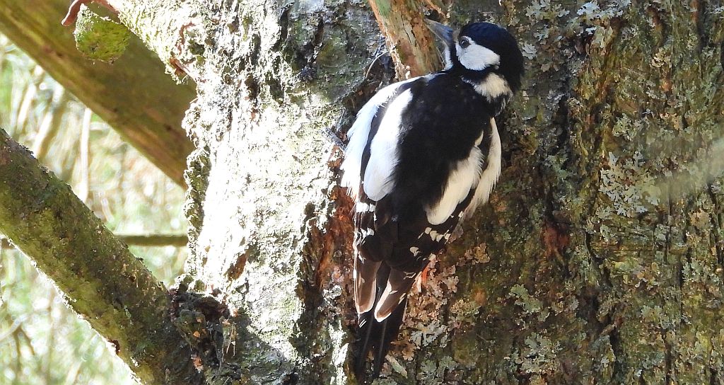 Dzięcioł duży, dzięcioł pstry większy (Dendrocopos major)