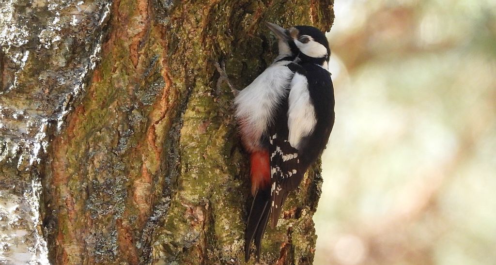 Dzięcioł duży, dzięcioł pstry większy (Dendrocopos major)
