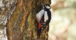 Dzięcioł duży, dzięcioł pstry większy (Dendrocopos major)