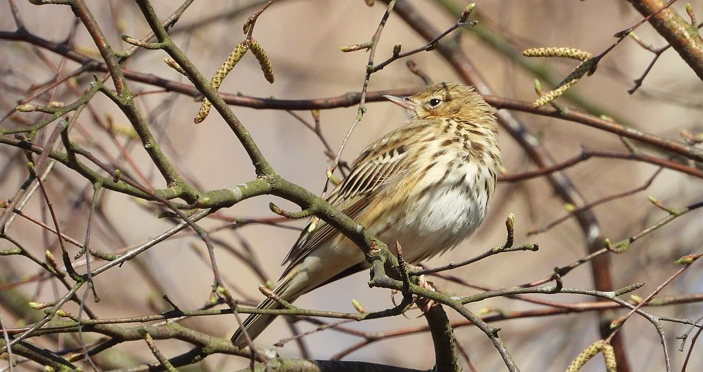 Świergotek drzewny (Anthus trivialis)