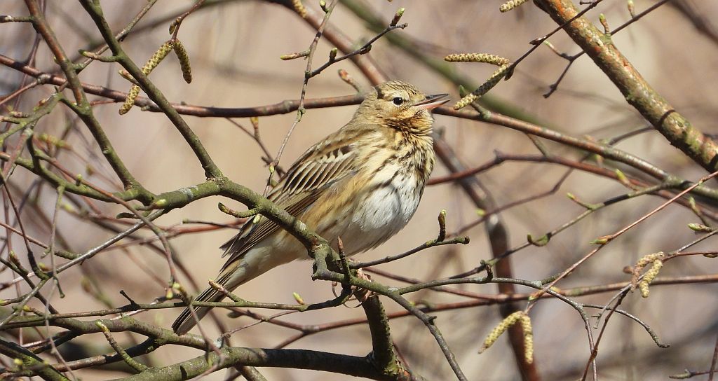 Świergotek drzewny (Anthus trivialis)
