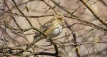Świergotek drzewny (Anthus trivialis)