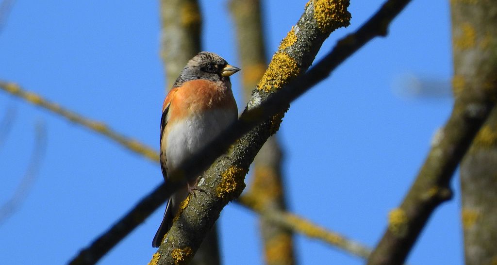 Jer, zięba jer (Fringilla montifringilla)