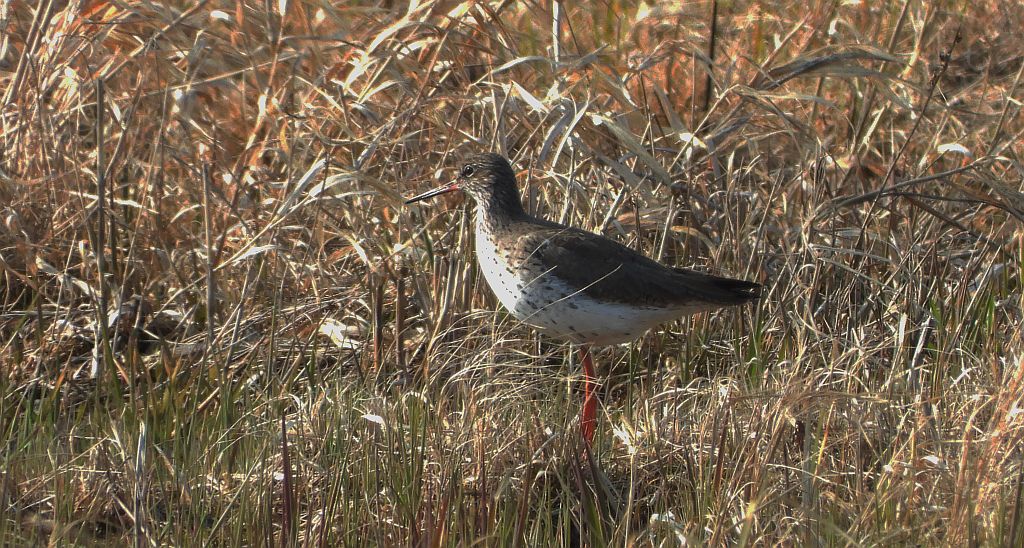 Krwawodziób, brodziec krwawodzioby (Tringa totanus)
