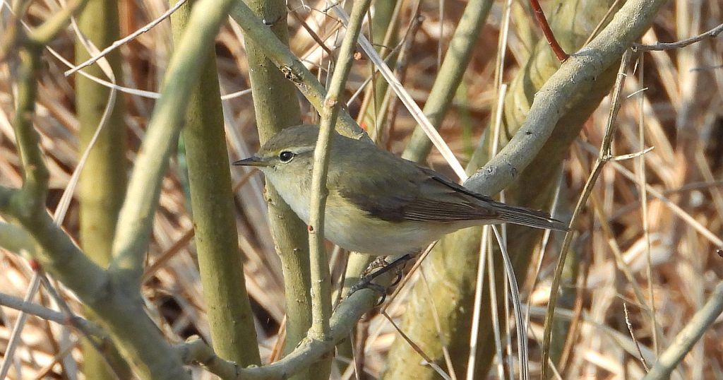 Piecuszek (Phylloscopus trochilus)