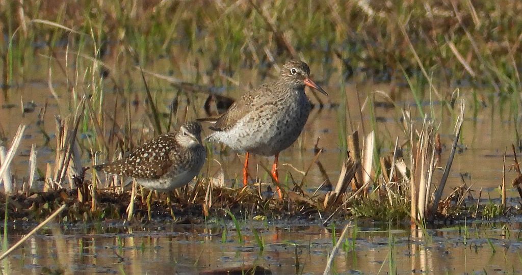 Krwawodziób, brodziec krwawodzioby (Tringa totanus) i łęczak (Tringa glareola)