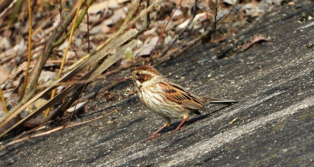 Potrzos zwyczajny, potrzos (Schoeniclus schoeniclus)