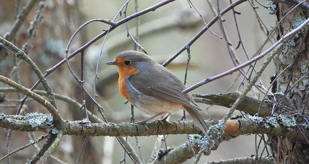 Rudzik, rudzik zwyczajny, raszka (Erithacus rubecula)