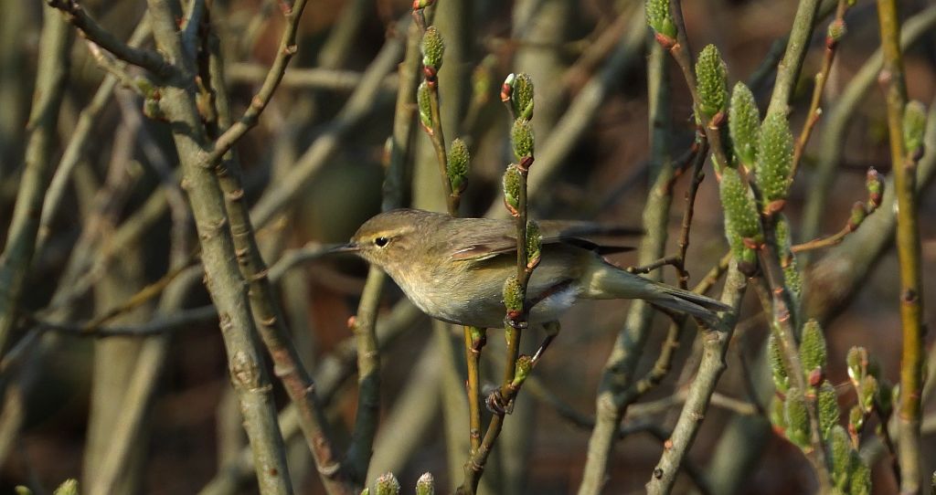 Piecuszek (Phylloscopus trochilus)
