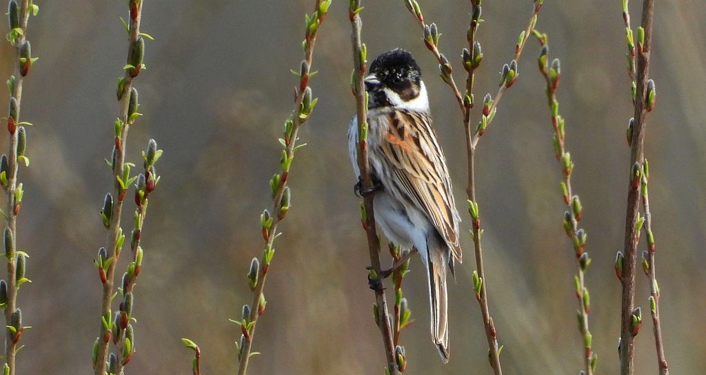 Potrzos zwyczajny, potrzos (Schoeniclus schoeniclus)