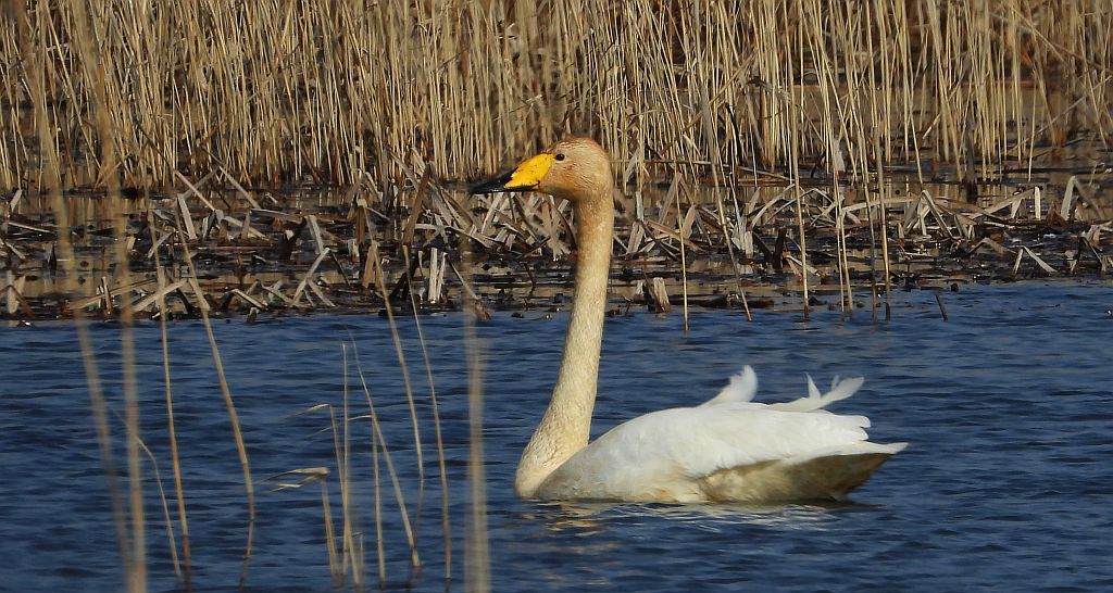 Łabędź krzykliwy (Cygnus cygnus)