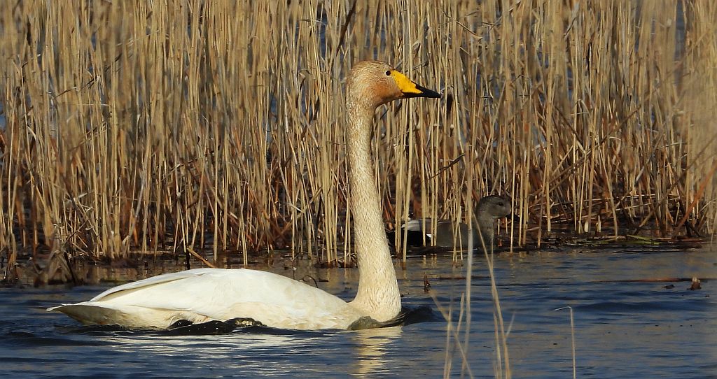 Łabędź krzykliwy (Cygnus cygnus)
