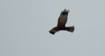 Błotniak stawowy (Circus aeruginosus)
