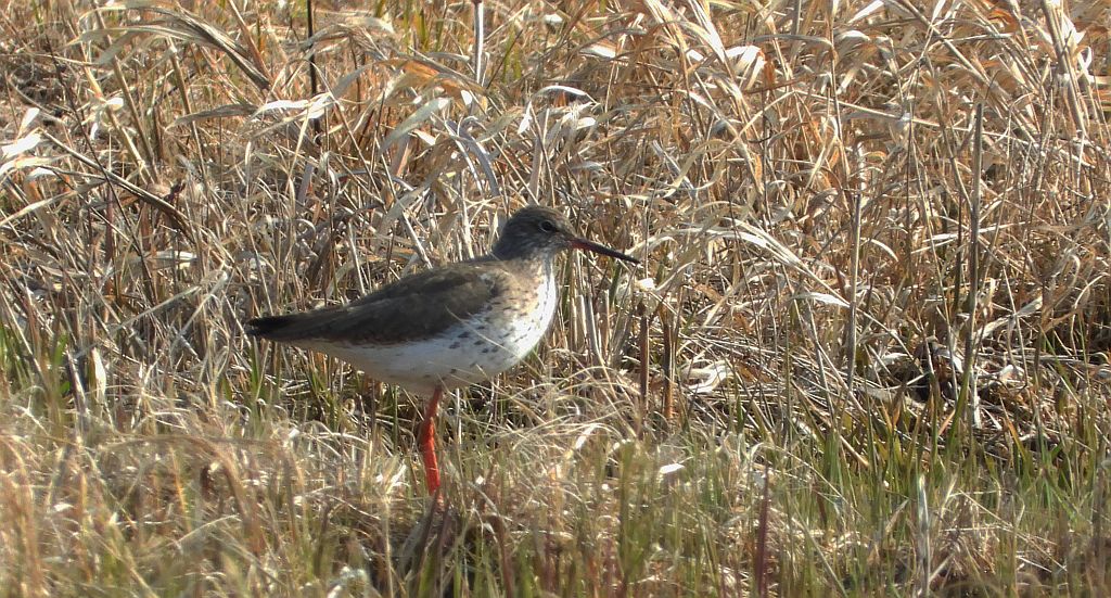 Krwawodziób, brodziec krwawodzioby (Tringa totanus)