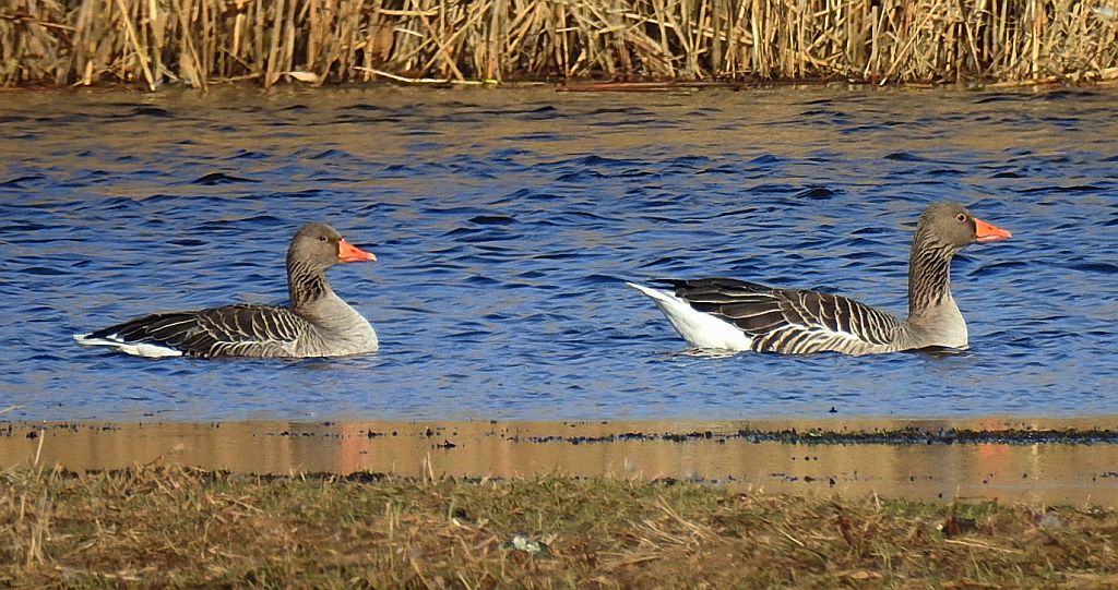 Gęgawa, gęś gęgawa (Anser anser)