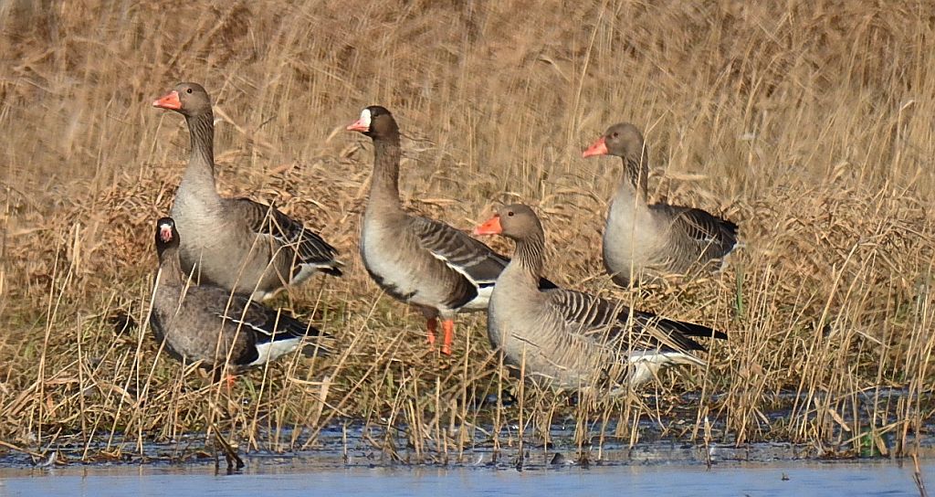 Gęś białoczelna, gęś białoczółka (Anser albifrons) i gęgawa, gęś gęgawa (Anser anser)