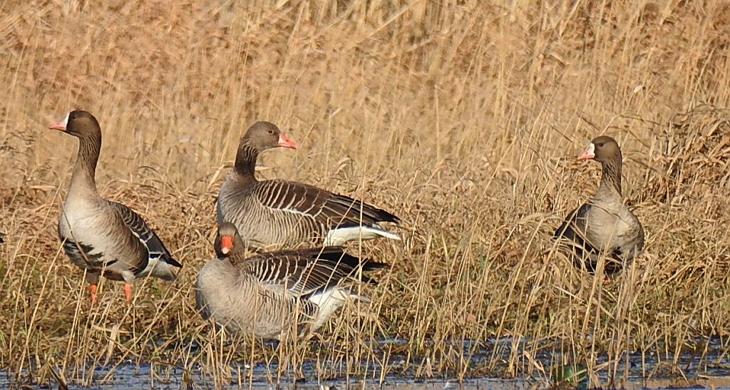 Gęś białoczelna, gęś białoczółka (Anser albifrons) i gęgawa, gęś gęgawa (Anser anser)