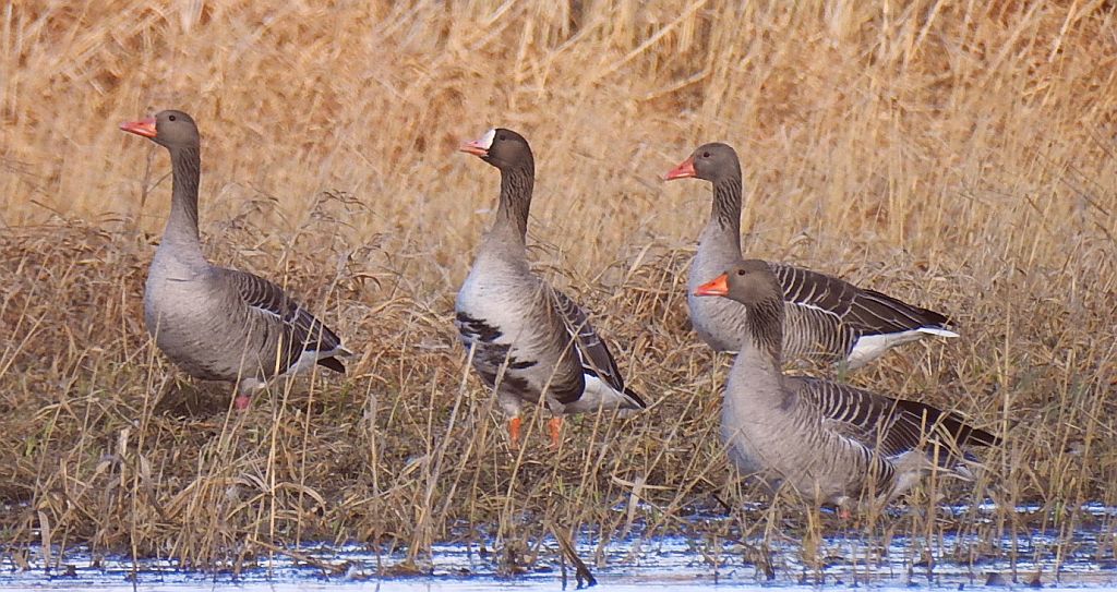 Gęś białoczelna, gęś białoczółka (Anser albifrons) i gęgawa, gęś gęgawa (Anser anser)