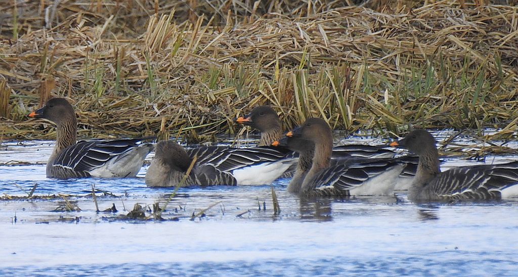 Gęś zbożowa, posiewnica (Anser fabalis)