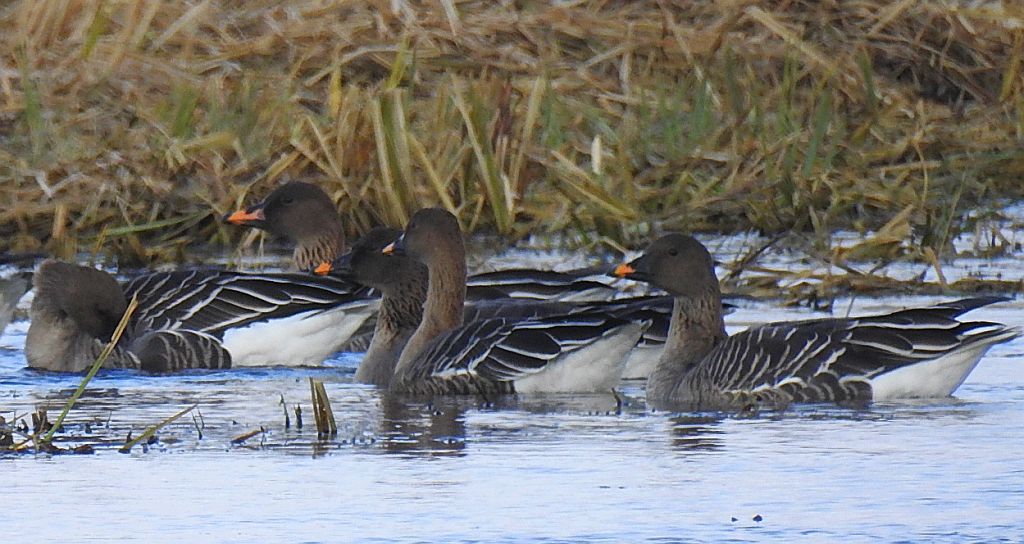 Gęś zbożowa, posiewnica (Anser fabalis)