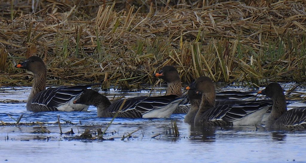 Gęś zbożowa, posiewnica (Anser fabalis)