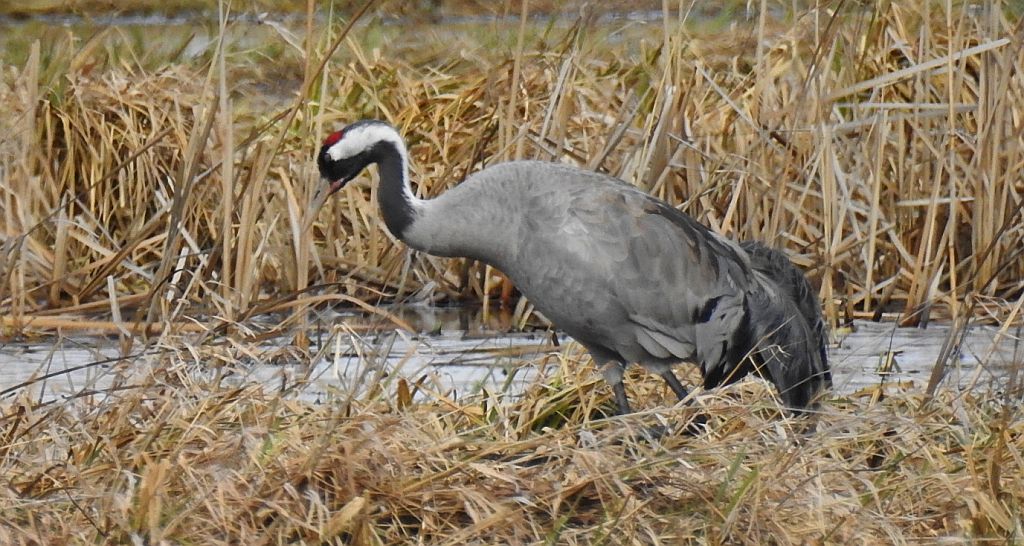 Żuraw zwyczajny, żuraw, żuraw popielaty, żuraw szary (Grus grus)