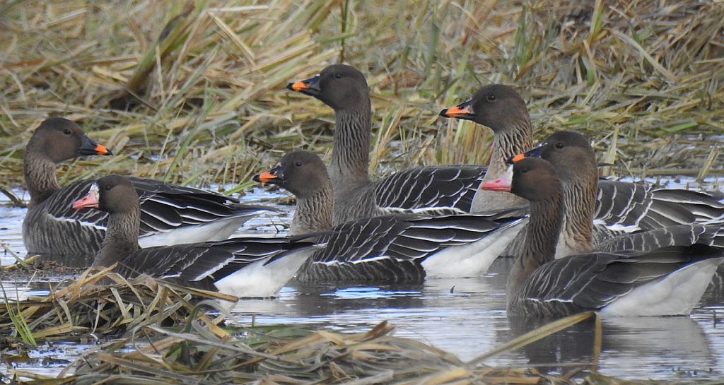 Gęś zbożowa, posiewnica (Anser fabalis) i gęś białoczelna, gęś białoczółka (Anser albifrons)